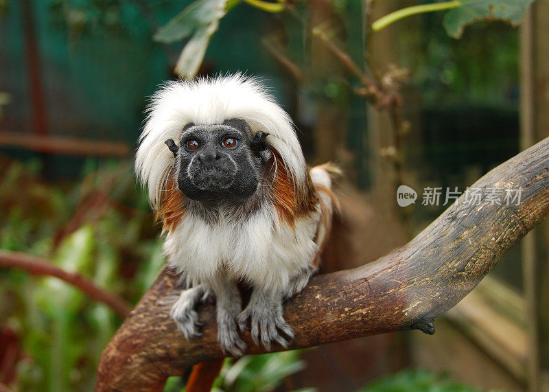 棉顶狨猴(Saguinus Oedipus)